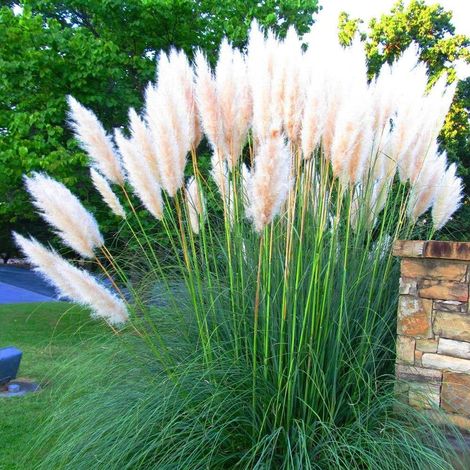 CORTADERIA SELLOANA WHITE FEATHER IN VASO 17CM