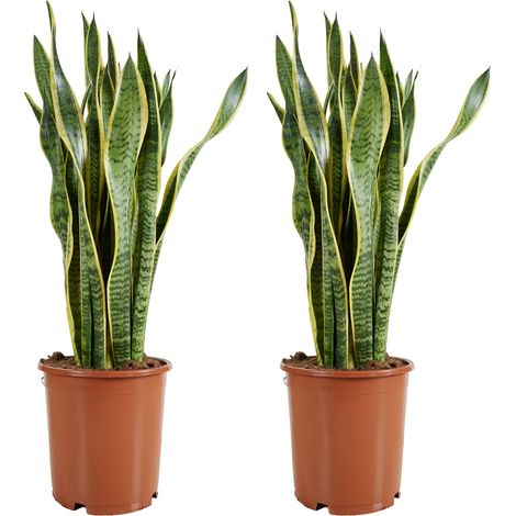 Bloomique - Lot de 2 - Sansevieria Laurentii - Langue de belle-mère - Plantes d'intérieur - Purifiant l'air - Très facile d'entretien - Pot 21 cm - Hauteur 70-90 cm