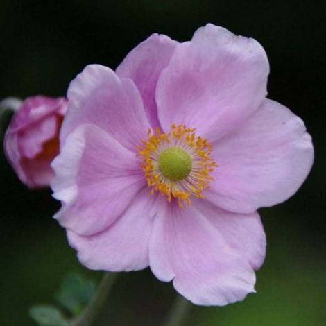 3 Anémones 'Königin Charlotte' (Anemone Hybrida 'Königin Charlotte') (1/5)
