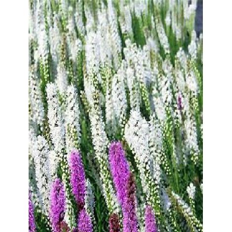 Liatride, Plume du Kansas 'Alba' Godet de 8/9 cm