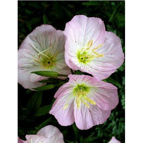 Oenothère, Onagre 'Siskiyou' Godet de 8/9 cm