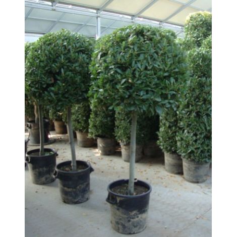 Alloro "Laurus nobilis" pianta aromatica sempreverde ad alberello in mastello ø35 cm h 150 cm circa (1/5)