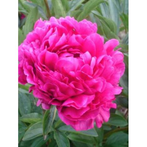 Pivoine de Chine 'Inspecteur Lavergne' Pot de 3L/4L