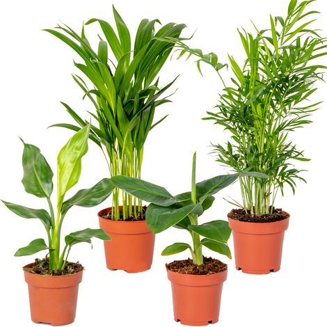 Bloomique - Lot de 4 - Mélange de plantes tendance - Chamaedorea, Dypsis, Musa, Strelitzia - Dépolluantes - 20-45 cm (1/5)