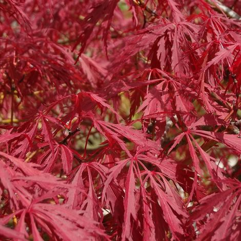 Érable du Japon - Acer palmatum 'Garnet' - 60-80 cm pot