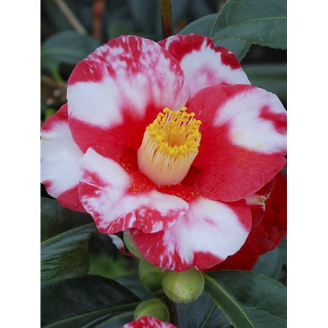 Camélia du Japon 'Robert Lasson' Pot de 4L/5L (1/2)
