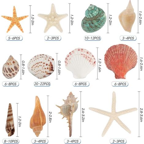 Seashells Seashells 3 cm - 9 cm Beach Shells of Different Sizes and Natural Starfish for Vase Filling, Beach Theme Party Wedding Decoration (1/4)