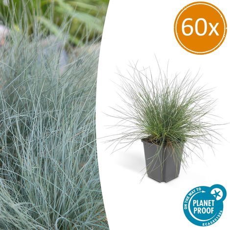 Lot de 60 Fétuques Bleues Festuca glauca Elijah Bleu Graminée Persistante H10-25 cm Pot Ø9 cm - PANGIVO (1/5)