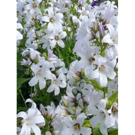 Campanule à fleurs laiteuses 'Alba' Godet de 8/9 cm (1/2)