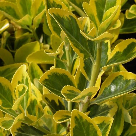 Fusain du Japon Microphyllus Aureovariegatus, Euonymus/Pot de 3L - 20/40 cm