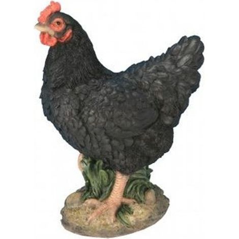 Poule naine noire