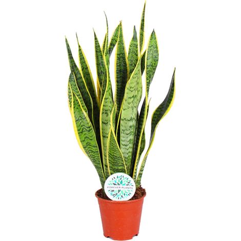 Sansevieria Trifasciata Laurentii Plante d'Intérieur Langue de Belle-Mère Ø14cm H50cm - PANGIVO (1/4)