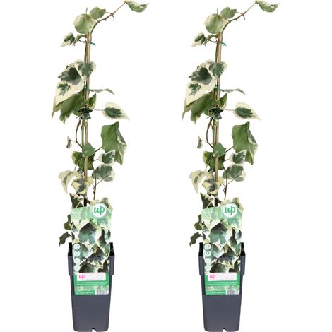 Lierre de Colchide Panaché Hedera colchica Dentata Variegata - Lot de 2 - Pot Ø15cm - H65cm - PANGIVO