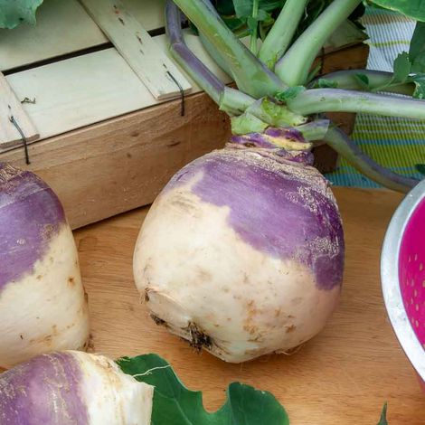 Rutabaga Champion (à Collet Rouge) - Légumes d'Autrefois Vilmorin (1/2)