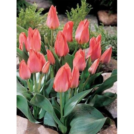 Tulipe greigii 'Toronto' Bulbe calibre 10/11 (par 10) (1/2)