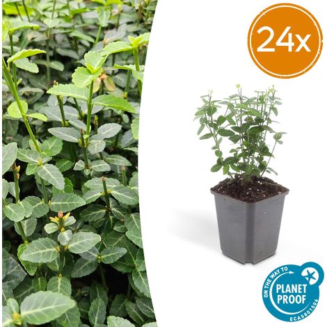 Lot de 24 Fusains de Fortune Euonymus fortunei radicans Couvre-sol Persistant 10-25 cm Pot Ø 9 cm - PANGIVO (1/5)