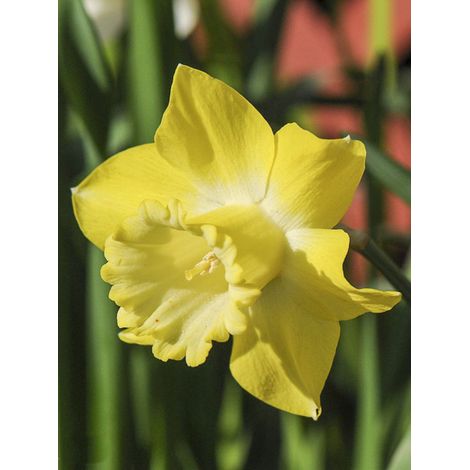 Narcisse 'Spellbinder' Bulbe calibre 14+ (par 5) (1/3)