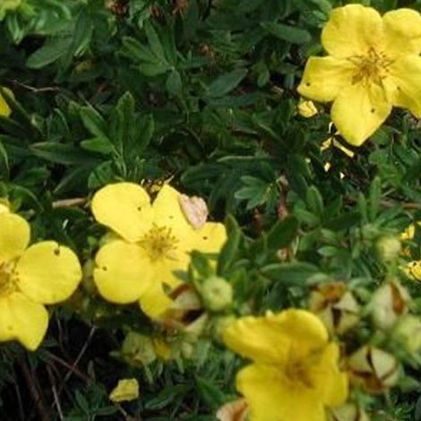 Potentille arbustive 'Goldstar' - 25-30 cm pot