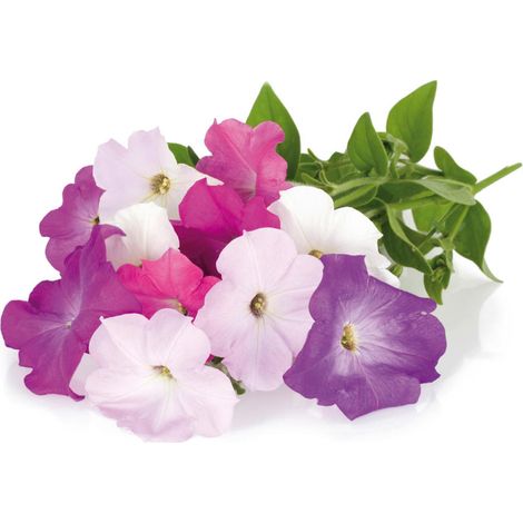 Smart Garden Petunia (1/5)