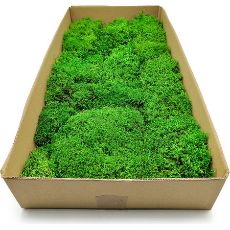 Rentierflechte – Kugelförmig – Hellgrün 60 x 30 cm