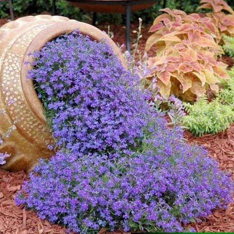 10000 pièces Semences Lobélia bleu cascade + engrais inclus – Fleurs annuelles pour balcon, jardinière et suspension (1/4)