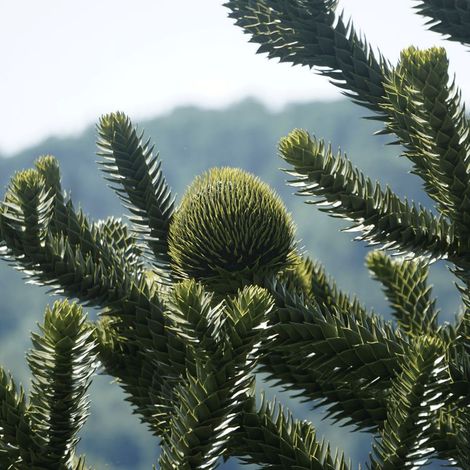 Pépinières Naudet – Sapin de Céphalonie (Abies cephalonica) – Sapin naturel 10/15cm – Résistant à la sécheresse – Pour jardins méditerranéens