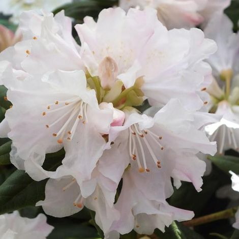 Rhododendron 'Dora Amateis' - 20-30 cm pot