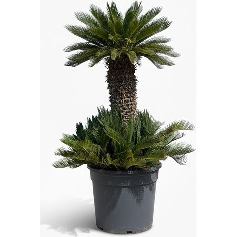 Cycas Revoluta Grupo (160L) 180cm (1/3)