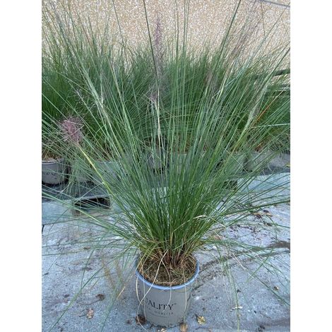 Gardenaria Muhlenbergia capillaris - Graminacea ornamentale da esterno - Altezza: 120 cm (vaso 24) (1/4)