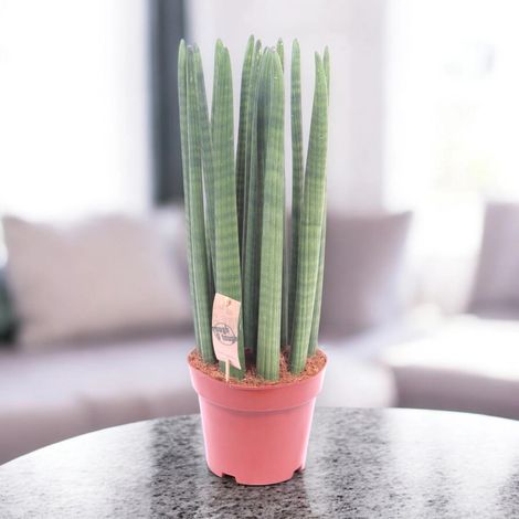 Gardenaria Sansevieria cylindrica 'Straight' - Pianta da interno ornamentale - Altezza: 35 cm (vaso 12) (1/5)