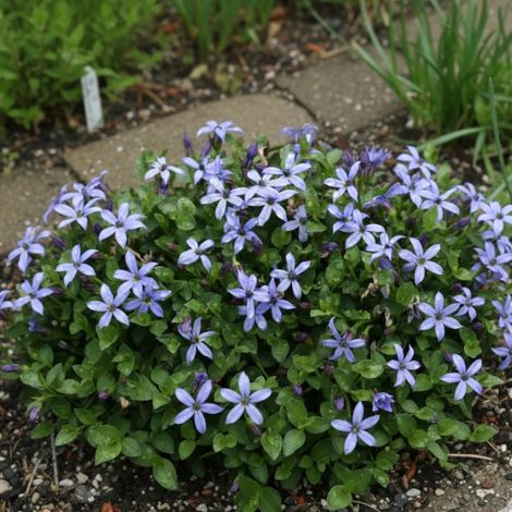 Pratia pedunculata County Park/Godet - 5/20 cm