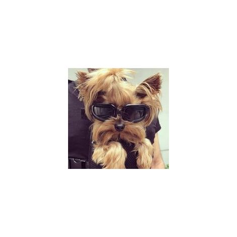 Lunettes pour Chiens Lunettes de Anti-UV pour Chien,Lunettes pour Animaux de Compagnie avec Sangles Réglables pour Chats Petits Chiens-Noir (1/4)