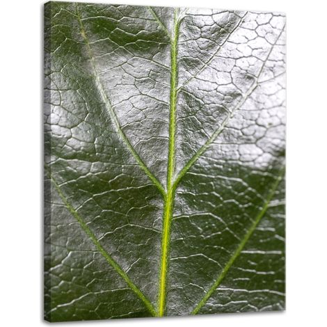 Leinwanddruck Botanik Farnblatt 30x40 cm
