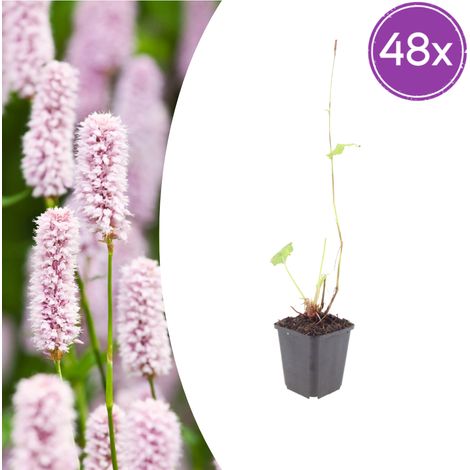 Lot de 48 Persicaria bistorta - Renouée Bistorte Vivace pour Massifs Humides - Rose - Ø9cm 10-25cm - PANGIVO (1/5)