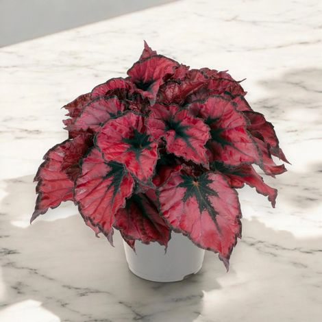 Gardenaria Begonia rex 'Kohala red' - Pianta da interno ornamentale - Altezza: 25 cm (vaso 13) (1/5)