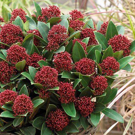 SKIMMIA JAPONICA RUBELLA BICOLOR IN VASO DA 15CM