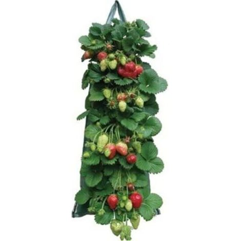 Sacs Plantation Fraisiers Aromatiques,Plant Grow Bag PE Pocket Plantation Sacs Légumes pour Les Fraises Herbes Fleur Pomme Terre Carotte Tomate Oignon
