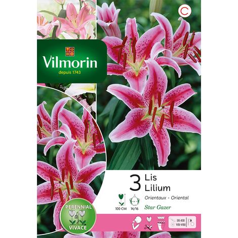 Vilmorin Lys Stargazer (x3) (1/3)