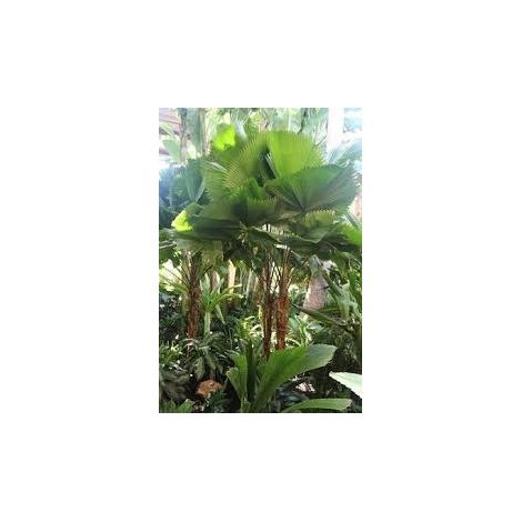 Licuala peltata h 200 cm in vaso 45 cm palma tropicale elegante