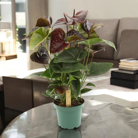 Gardenaria Anthurium andreanum 'Essencia' - Pianta da interno ornamentale - Altezza: 50 cm (vaso 14) (1/4)