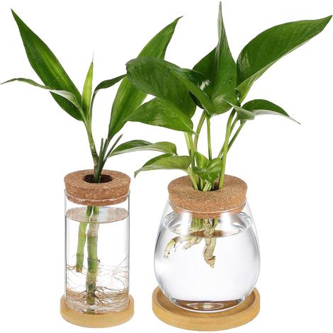 2 pièces Vase Hydroponique Verre avec Plateau Pot de Plantes Transparent pour Propagation et Terrarium Verre Borosilicate Élégant pour Plantes et Jardin Miniature (1/5)