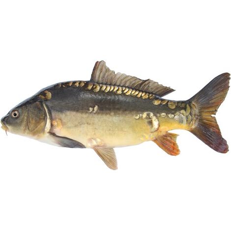 Autocollant Poisson Miroir Carpe 100 cm Gauche Autocollant Contour Sans Bordure Blanche Miroir Carpe Autocollant Carpe (1/5)