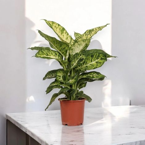 Gardenaria Dieffenbachia 'Mars' - Pianta da interno ornamentale - Altezza: 60 cm (vaso 17) (1/5)