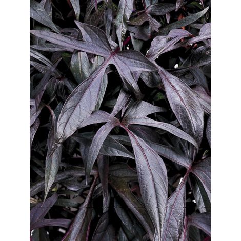 Patate douce 'Illusion Midnight Lace' Mini-motte Ø 3/4 cm, Plant vert de 5 à 10 cm de haut (par 3)