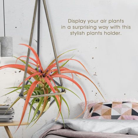 Geometrische dreieckige Wandhalterung für Hängepflanzen, eleganter Präsentationsständer für Bromelien und Tillandsien, Wohnaccessoire, Blumenregal, modernes Design, 1 Stück. (1/5)