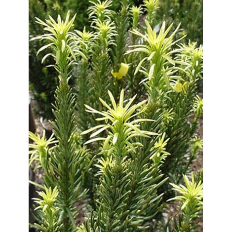 Pin japonais à queue de vache 'Fastigiata' Pot de 2L/3L (1/2)