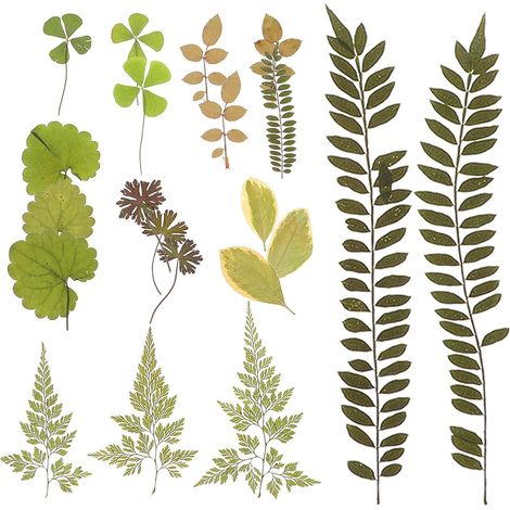 Feuilles Séchées Pressées Noël pour Vertes Décoration Maison et Accessoires de Bricolage , Spécimens Naturels pour Fêtes (1/5)
