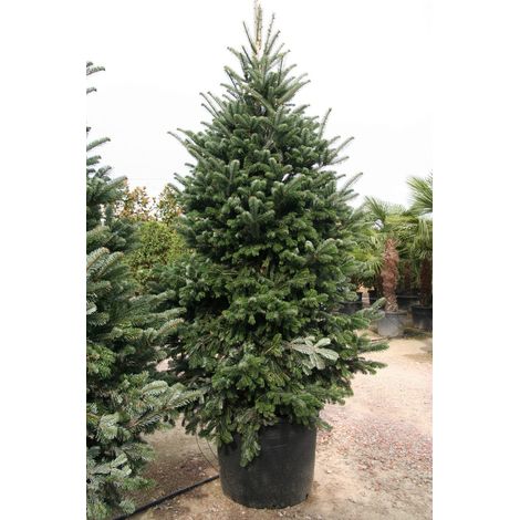 Abete del Caucaso "Abies nordmanniana pendula" pianta in vaso ø40 cm h. 80/100 cm