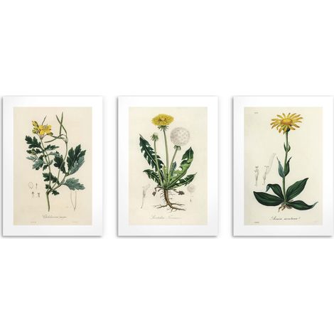 Carteles para la cocina Plantas medicinales Decoración de pared Diente de león 3x50x70