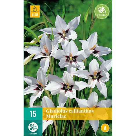 15 GLAÏEULS CALLIANTHUS MURIELAE Bordeaux